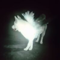 دانلود آهنگ Fat Dog با نام Heart of Darkness