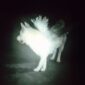 دانلود آهنگ Fat Dog با نام Heart of Darkness