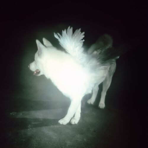 Fat Dog Heart of Darkness